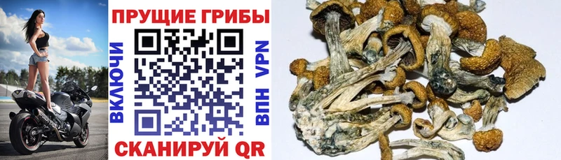 Галлюциногенные грибы прущие грибы  Купить закладки  Суджа 